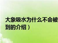 大象吸水为什么不会被呛到（关于大象吸水为什么不会被呛到的介绍）