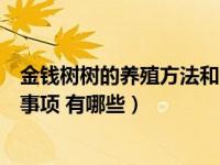 金钱树树的养殖方法和注意事项（金钱树的养殖方法和注意事项 有哪些）