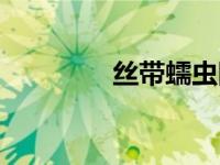 丝带蠕虫图片（丝带蠕虫）