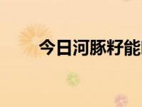 今日河豚籽能吃吗（河豚毒素在哪）