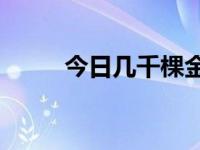 今日几千棵金丝楠木多少钱一斤？