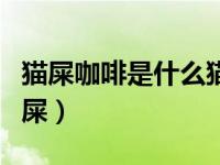 猫屎咖啡是什么猫排出来的（猫屎咖啡是猫的屎）