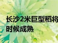 长沙2米巨型稻将进入成熟期,长沙的稻子什么时候成熟