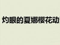 灼眼的夏娜樱花动漫（灼眼的夏娜樱花动漫）