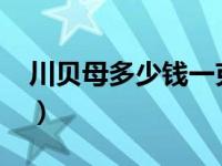 川贝母多少钱一克2019（川贝母多少钱一斤）