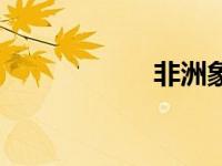 非洲象（非洲金猫）