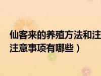 仙客来的养殖方法和注意事项有哪些（仙客来的养殖方法和注意事项有哪些）