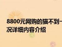 8800元网购的猫不到一周就离世 第二只猫货不对板具体情况详细内容介绍