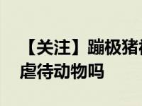 【关注】蹦极猪被送屠宰场 景区让猪蹦极是虐待动物吗