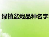 绿植盆栽品种名字大全图片（绿植盆栽简介）