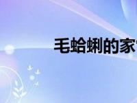 毛蛤蜊的家常做法（毛蛤简介）