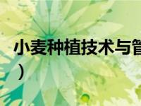 小麦种植技术与管理（小麦种植技术规程简介）