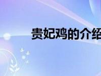 贵妃鸡的介绍（贵妃鸡-动物简介）