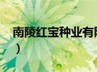 南陵红宝种业有限公司（红宝-南瓜品种简介）
