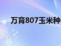 万育807玉米种子介绍（万育807简介）
