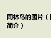 同林鸟的图片（同林鸟-刘以达与梦演唱歌曲简介）