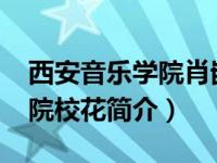 西安音乐学院肖嵌文老师（肖潇-西安音乐学院校花简介）