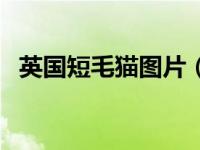 英国短毛猫图片（重点色英国短毛猫简介）