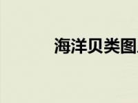海洋贝类图片（海洋贝瓷简介）