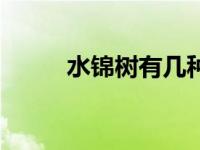 水锦树有几种（薄叶水锦树简介）