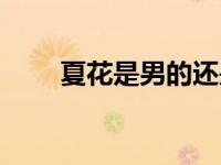 夏花是男的还是女的（夏花娘简介）