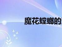 魔花螳螂的蛋（魔花螳螂简介）