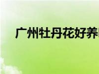 广州牡丹花好养吗（牡竹广州群体简介）