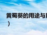 黄蜀葵的用途与用法（黄蜀葵根-中药材简介）