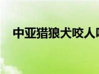 中亚猎狼犬咬人吗（中亚咬-猎狼犬简介）