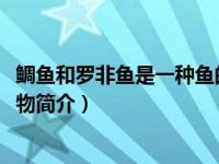 鲷鱼和罗非鱼是一种鱼的两种名称吗（鲷-丽鱼科罗非鱼属动物简介）