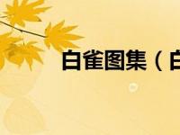白雀图集（白雀酷派7295c简介）