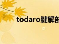 todaro腱解剖图（Todaro腱简介）