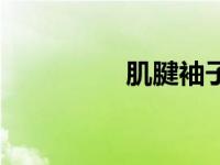 肌腱袖子（肌腱袖简介）