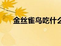 金丝雀鸟吃什么食物最好（金丝雀鸟）