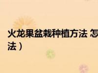 火龙果盆栽种植方法 怎么养护才能结果（火龙果盆栽种植方法）