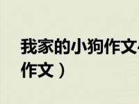 我家的小狗作文400字四年级（我家的小狗 作文）
