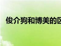 俊介狗和博美的区别（俊介和博美的区别）