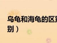 乌龟和海龟的区别是什么?（乌龟和海龟的区别）