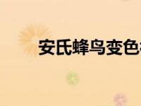 安氏蜂鸟变色视频（安氏蜂鸟雄鸟）