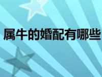 属牛的婚配有哪些（属牛的属相婚配表大全）