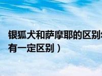 银狐犬和萨摩耶的区别幼犬（银狐犬和萨摩耶的区别 外形都有一定区别）