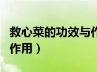 救心菜的功效与作用和禁忌（救心菜的功效与作用）
