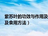 紫苏叶的功效与作用及食用方法禁忌（紫苏叶的功效与作用及食用方法）