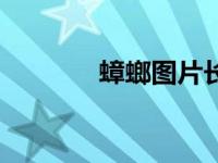 蟑螂图片长啥样（蟑螂图片）