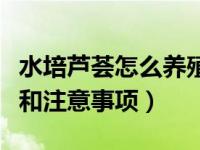 水培芦荟怎么养殖方法（水培芦荟的养殖方法和注意事项）