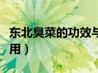 东北臭菜的功效与作用图片（臭菜的功效与作用）
