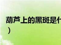 葫芦上的黑斑是什么（葫芦上的黑斑如何去除）