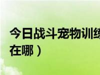 今日战斗宠物训练师在哪找（战斗宠物训练师在哪）