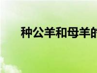 种公羊和母羊的配比（母羊逼太好日）