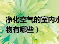 净化空气的室内水培植物有哪些（室内水培植物有哪些）